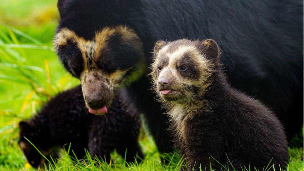 Four-month-old Spectacled bear cub twins begin to come out and play in their enclosure at Noah"s Ark Zoo Farm in Somerset,