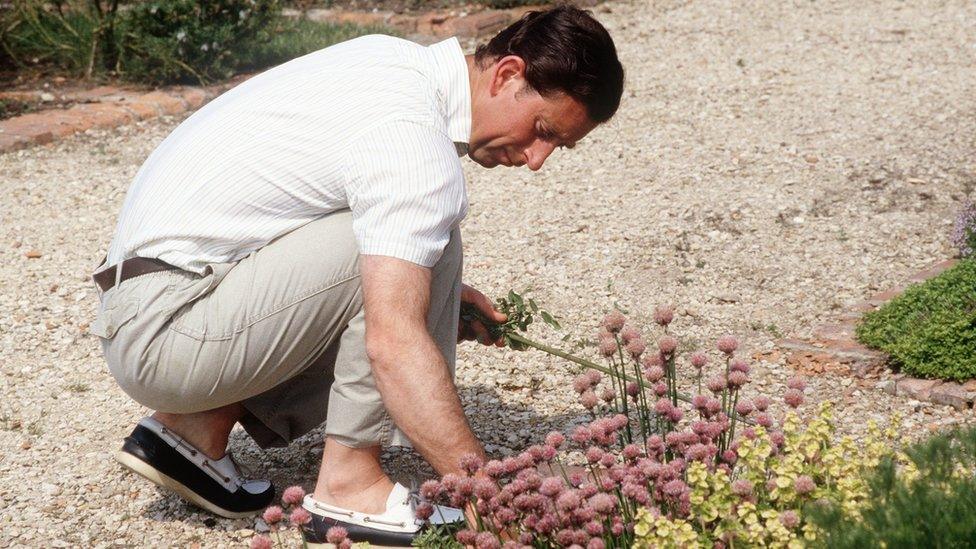 Prince Charles gardening at Highgrove House in 1986