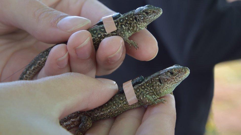 Radio transmitters fitted on two sand lizards