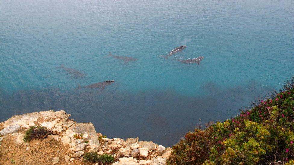 A pod of southern right whales spotted off the sheers cliffs of the Great Australian Bight