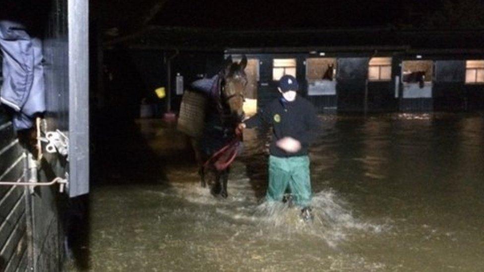 Horse at Paul Nicholls yard being led to safety from flooding