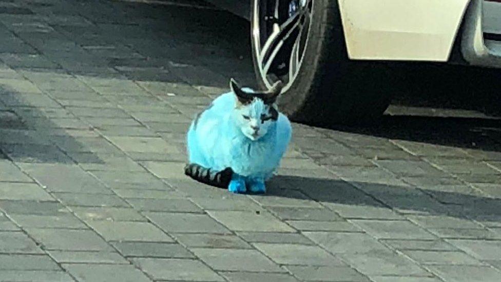 A blue cat