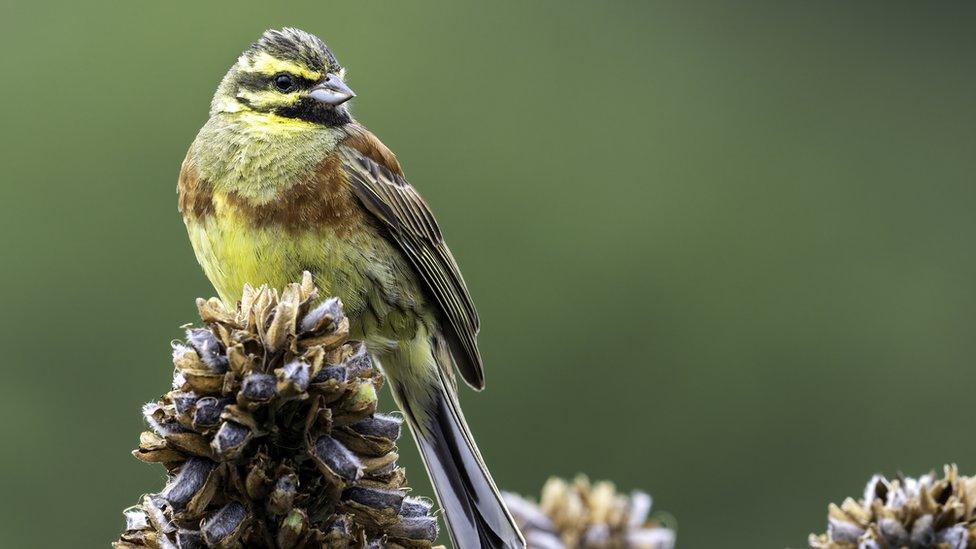 Cirl Bunting