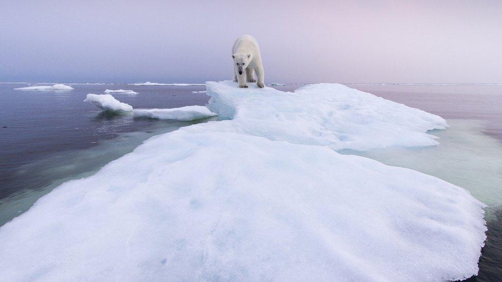 polar bear on sheet of ice