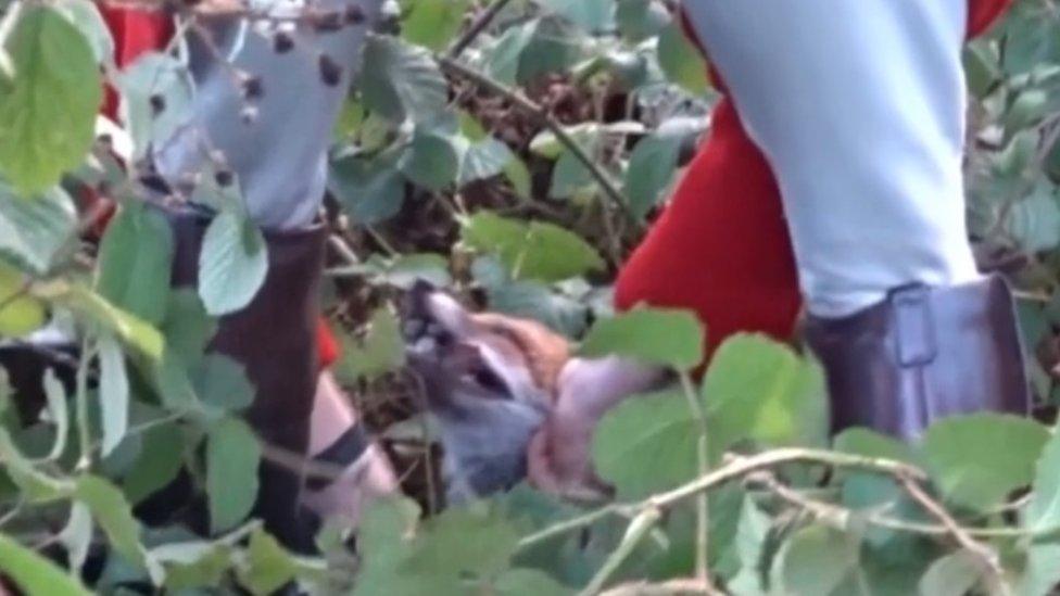 A close-up of a fox's face between the legs of a man dressed in hunting attire