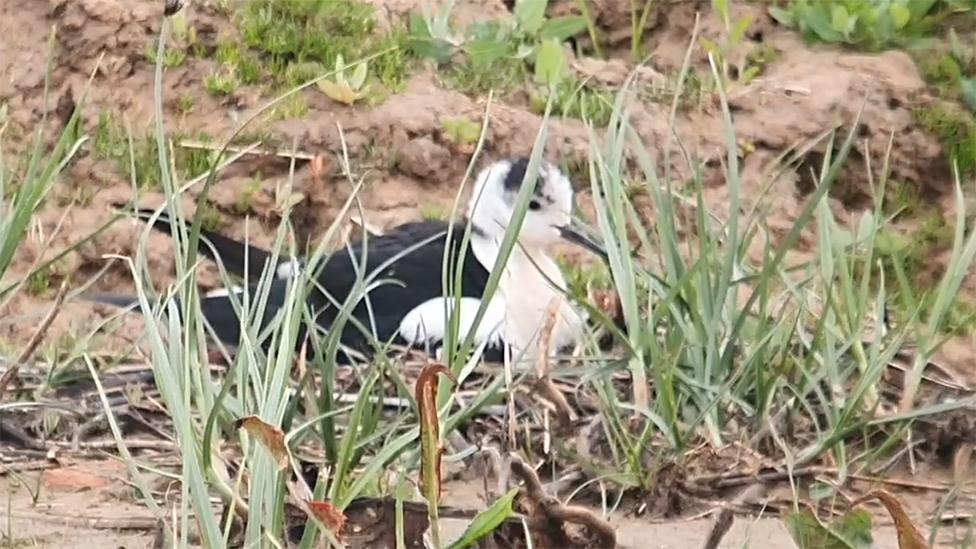 Black-winged stilts on nest