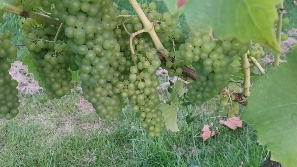 Image of vine with grapes