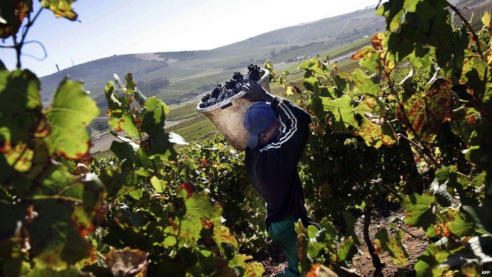 A farm working harvesting grapes in Franschoek, outside Cape Town