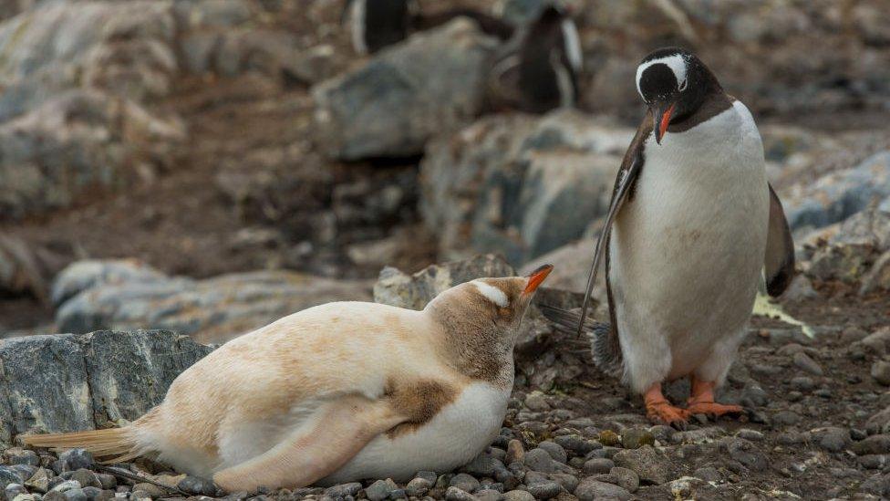 Leucistic gentoo penguin next to standard gentoo penguin