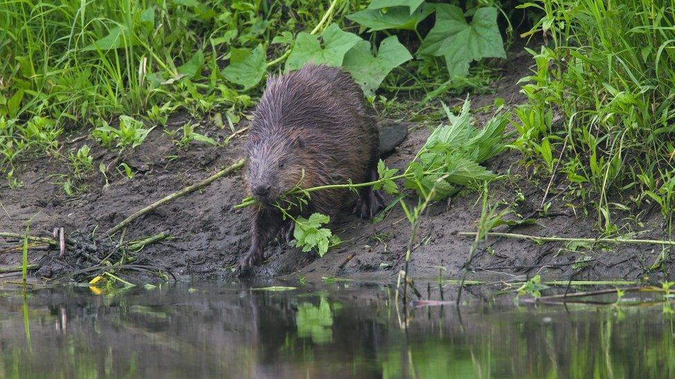 Beaver on a river bank