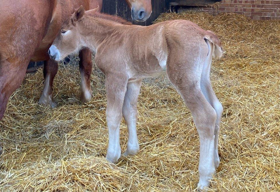 Easton Farm Park celebrates birth of Suffolk punch filly BBC News