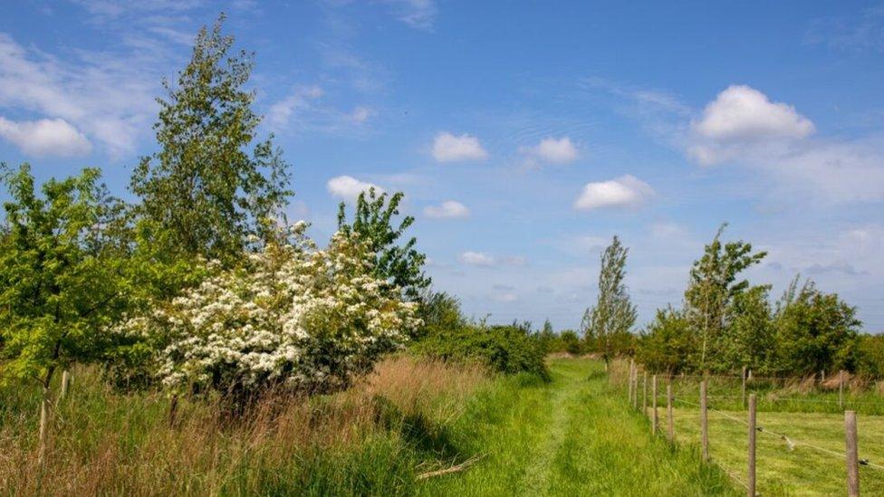 Woodland at Wicken Fen