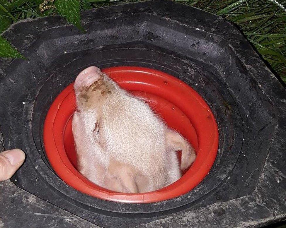 Piglet in traffic cone