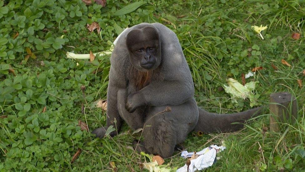 Monkey at Looe Monkey Sanctuary