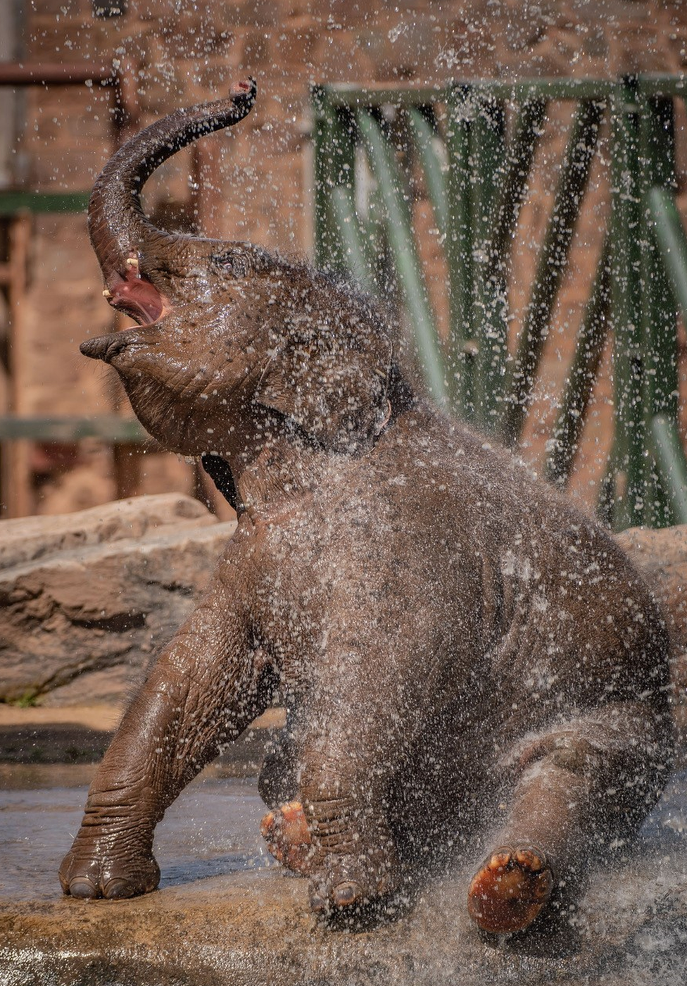 Indali the elephant calf playing