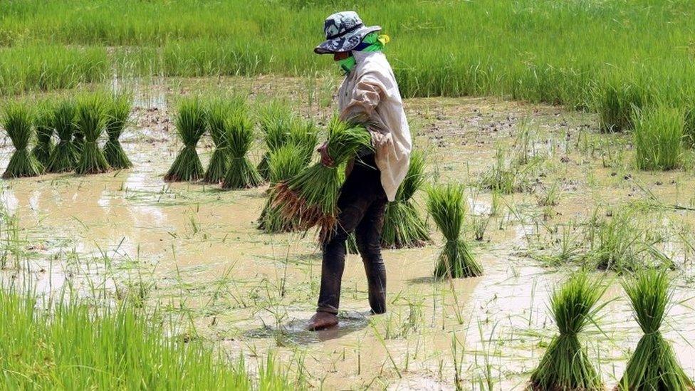 A woman works in a rice field in Khon Keen, Thailand