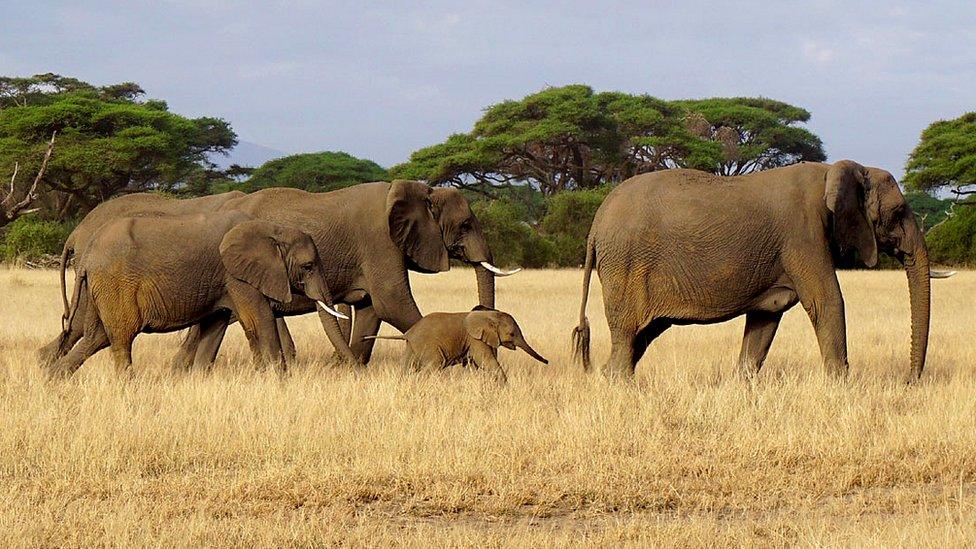 African elephants