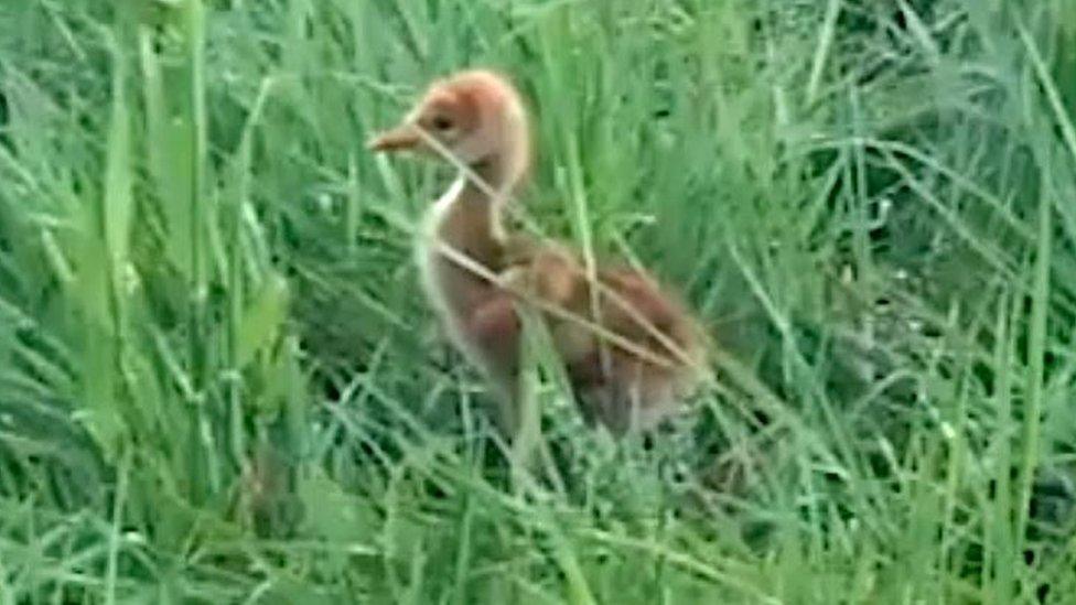 Crane chick