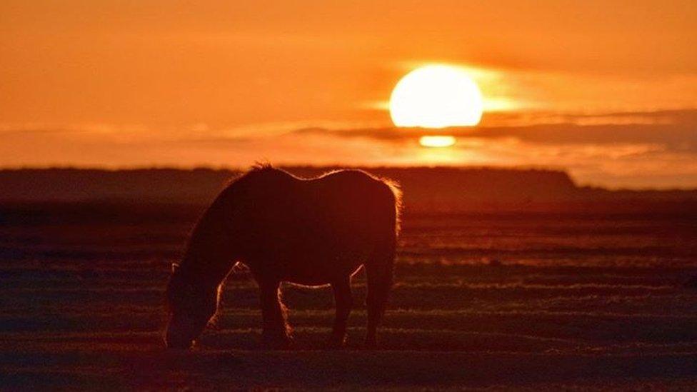 A pony on Llanrhidian Marsh, Gower, Swansea