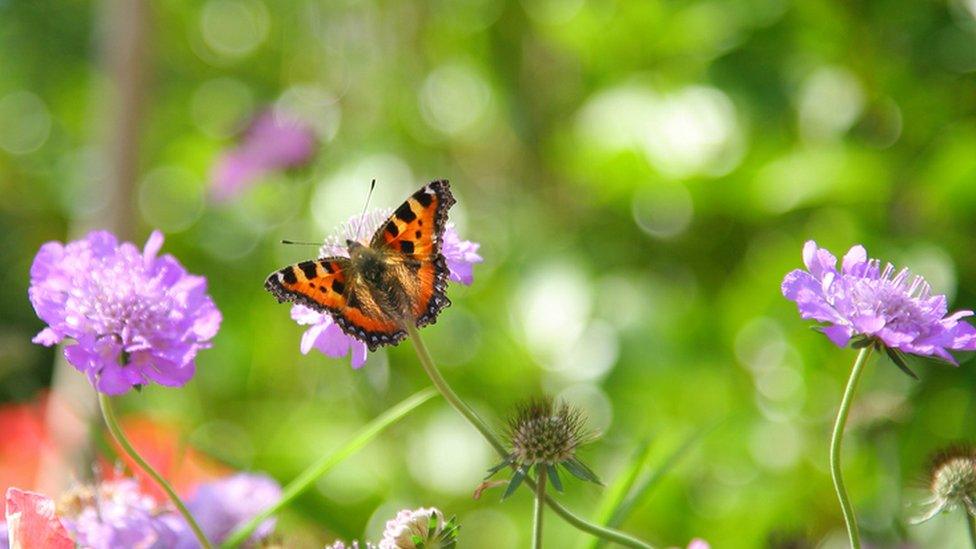 Butterfly on a flower