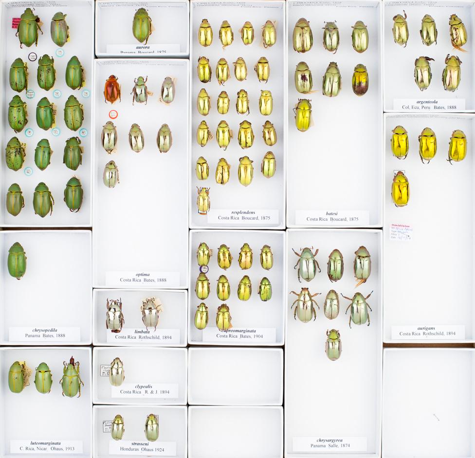 Jewel beetles tray © Trustees of NHM, London