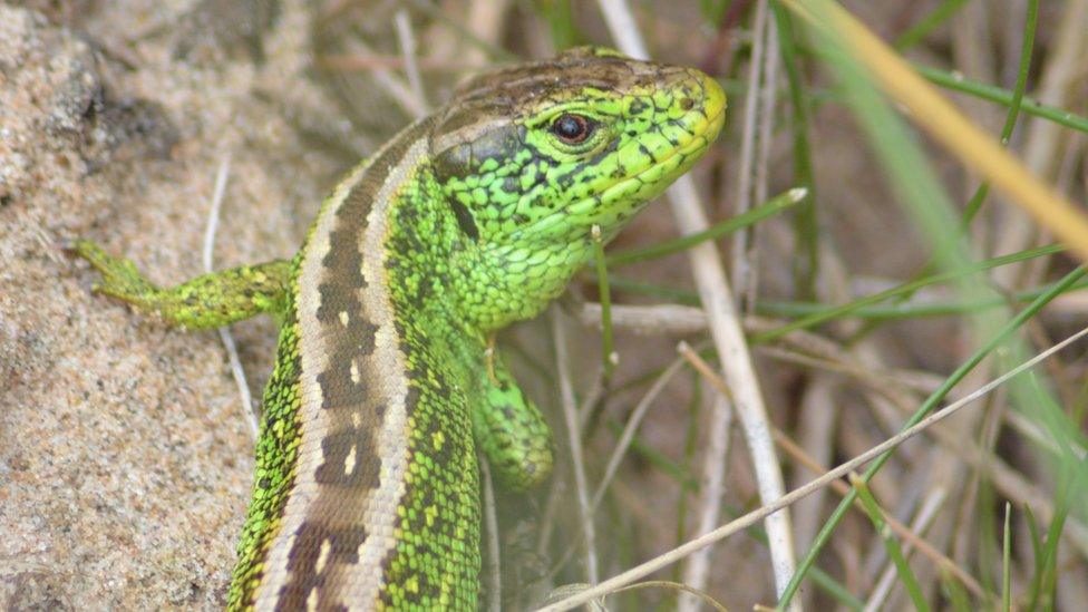 Male sand lizard