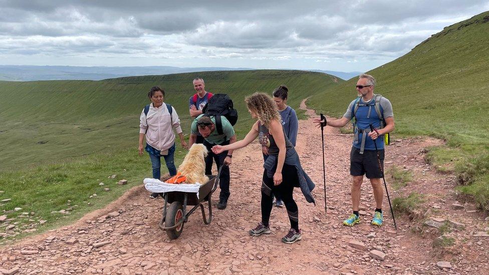 Monty in a wheelbarrow with other walkers around him