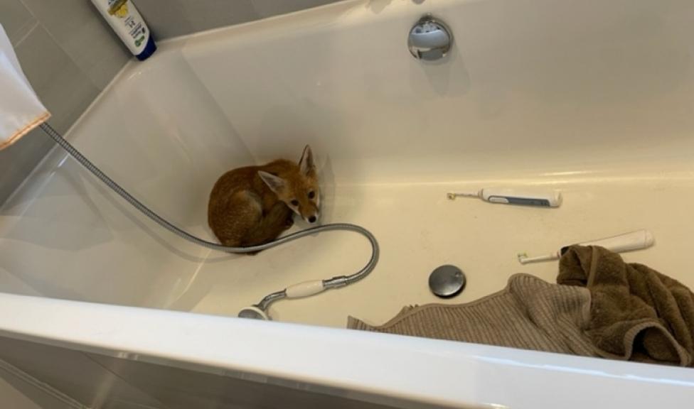 fox cub bath tub