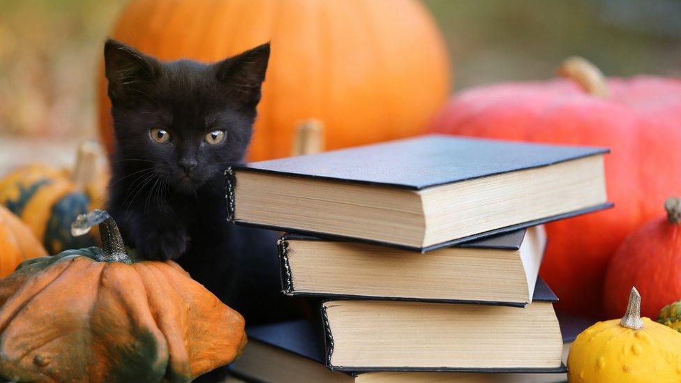 black-kitten-surrounded-by-pumpkins