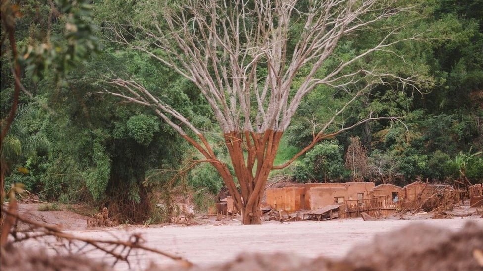 The mark on the tree shows the height of the mud reached in Paracatu de Baixo