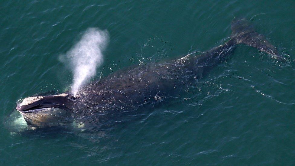 An aerial view of a right whale spouting from its blow hole while feeding in US waters