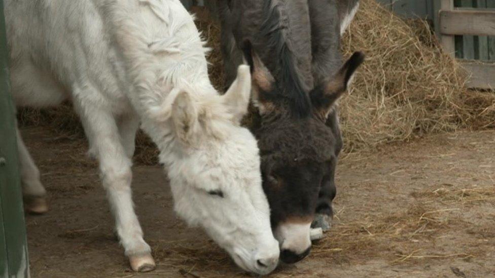 Tommy and Bobby the donkeys