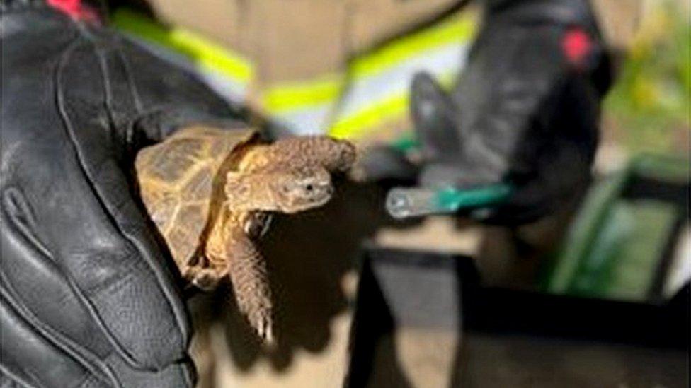 Tortoise being given oxygen