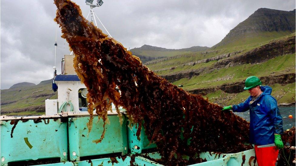 Seaweed farming Faroe Islands