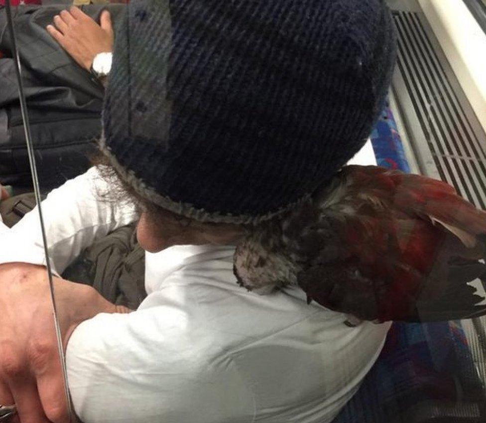 Pigeon on the Tube