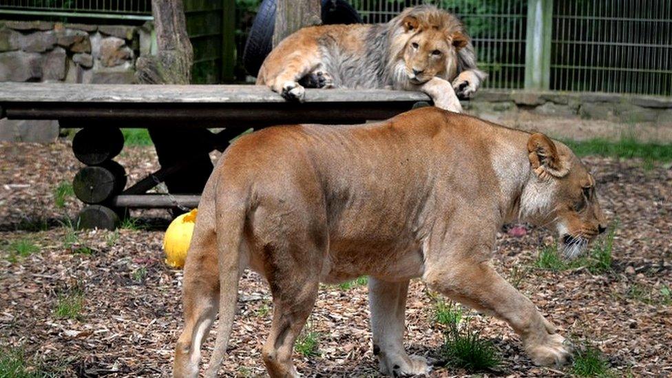 The lions Malor and Lira (front) in Eifel zoo in 2016