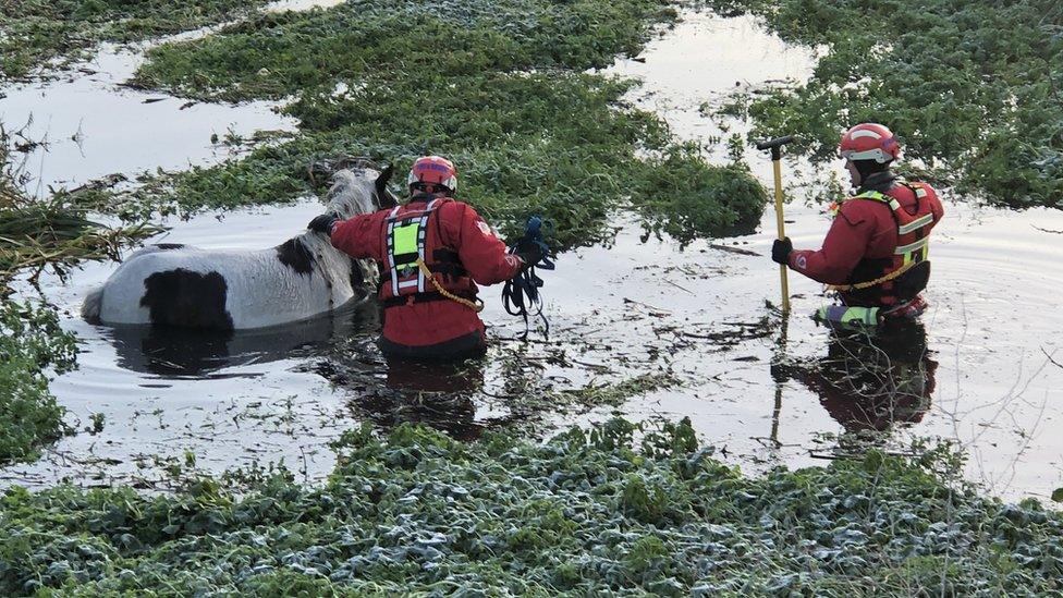 Horse being rescued