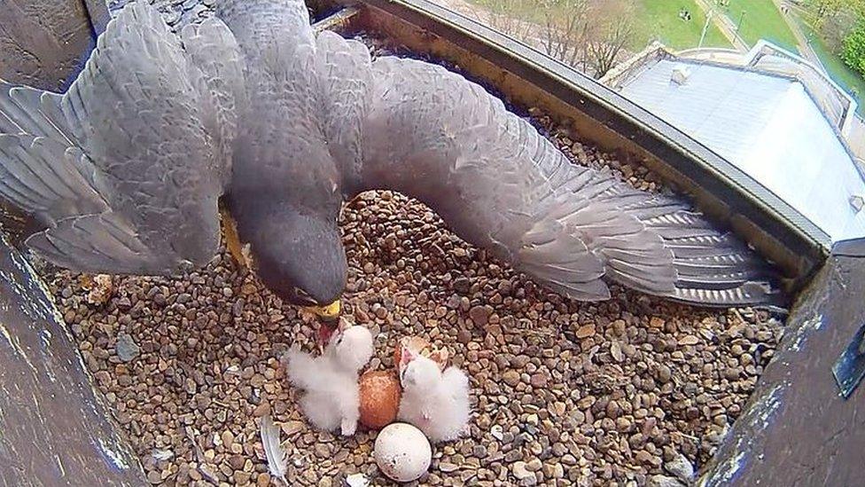 Peregrine chicks