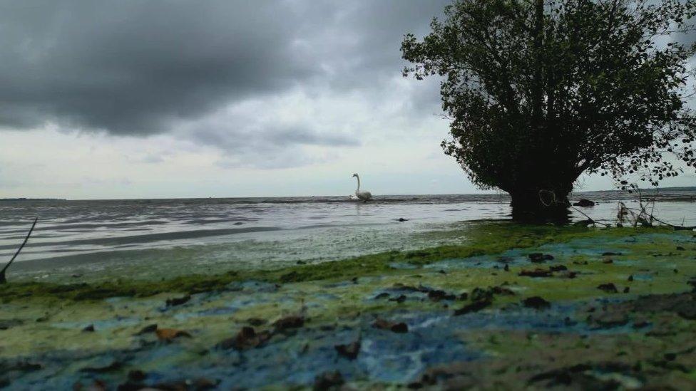 Swan at Lough Neagh in blue-green algal blooms