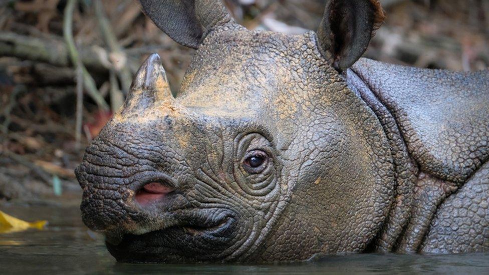 Javan rhino, up close