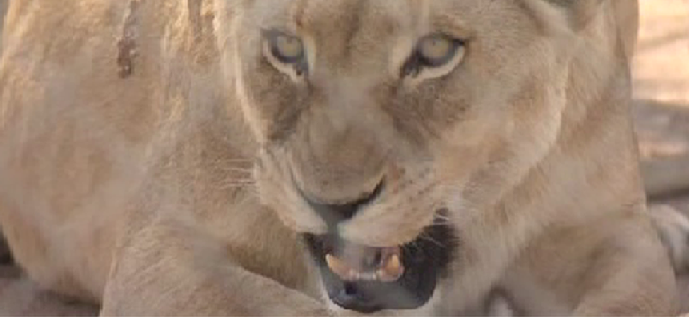 A lion at a breeding farm in South Africa