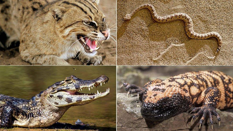 (Clockwise from top left: A fishing cat, a sidewinder, a gila monster, a caiman crocodile)