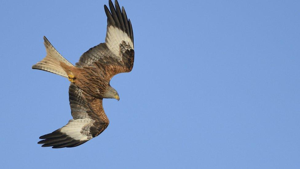 Red kite flying against blue sky