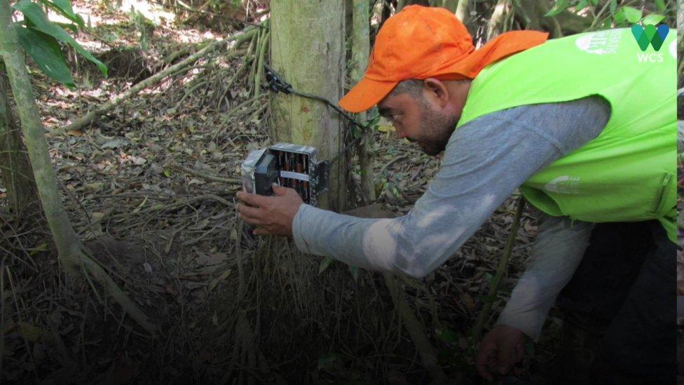 person-setting-up-camera-trap.