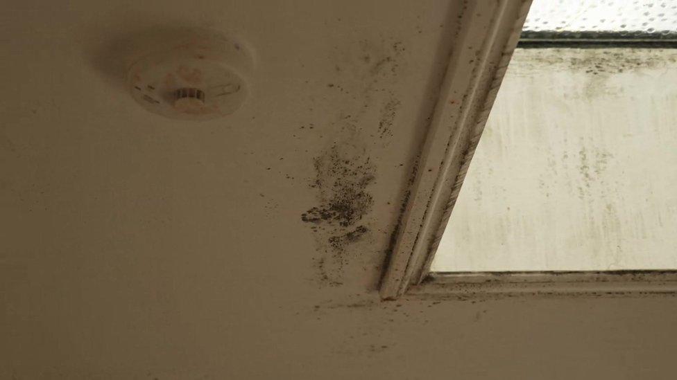 Mould in Dariana Baez Peña's flat