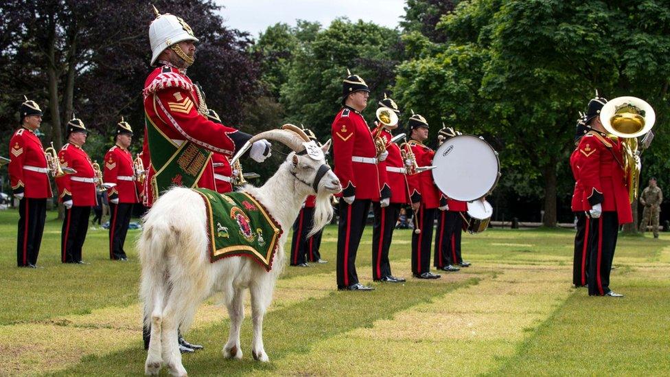 Regimental goat Fusilier Llywelyn