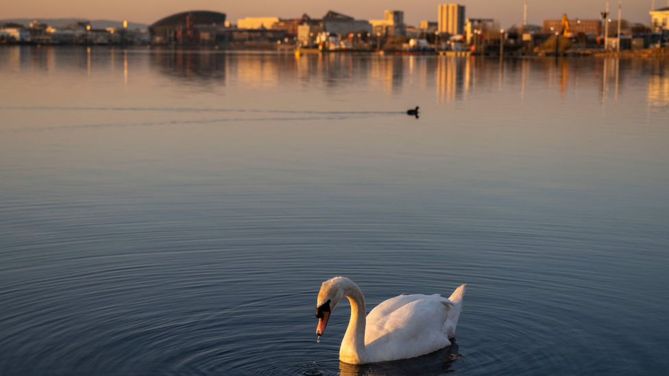 Swan on Cardiff Bay waters