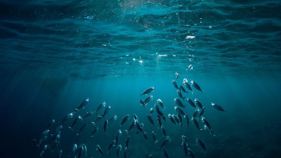 Under the sea - swimming fishes