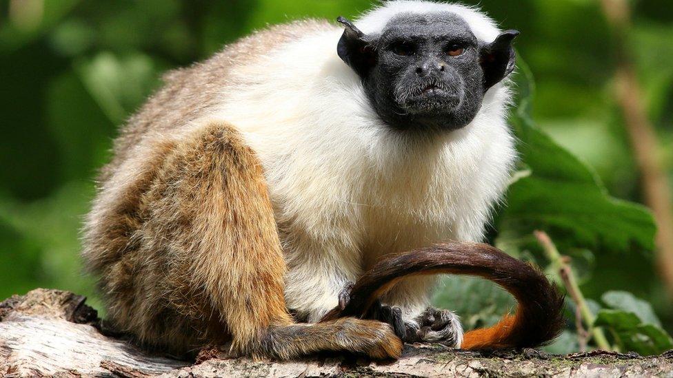 Pied tamarin.