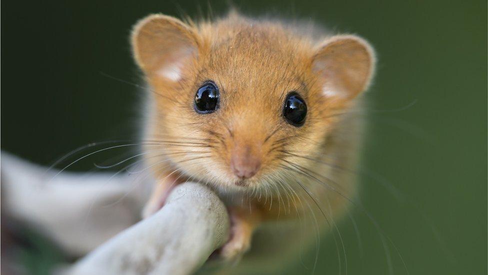 a dormouse perched on a branch